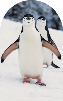 Волховец покоряет Антарктиду